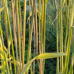 ライ麦の藁 ヒンメリ用 S50 自家自然栽培2023産 9枚目の画像