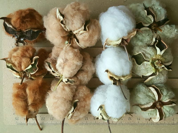カラ付実綿(コットンボール) 白と緑からよりどり3個セット　無染色・自家自然栽培綿 2枚目の画像