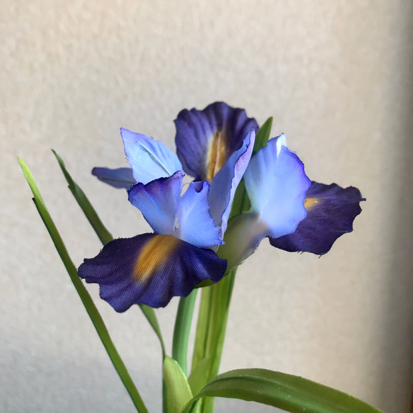 花菖蒲（約26cm） 3枚目の画像