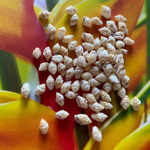 ニイハウモミとカヘレラニシェルのロングピアス ニイハウモミとカヘレラニシェルのロングピアス ニイハウモミとカ