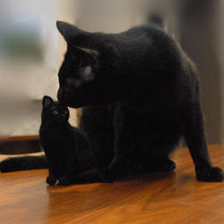 オーダー 愛猫 黒猫 羊毛フェルト 2枚目の画像