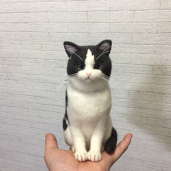 オーダー 愛猫 スコティッシュフォールド 3枚目の画像