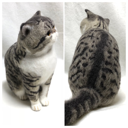 オーダー 愛猫 エキゾチックショートヘア  羊毛フェルト 2枚目の画像