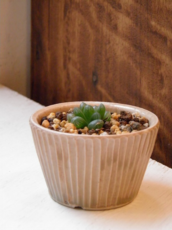 小さな鉢植え（しのぎの植木鉢＆ハオルチア「玉露」） 1枚目の画像
