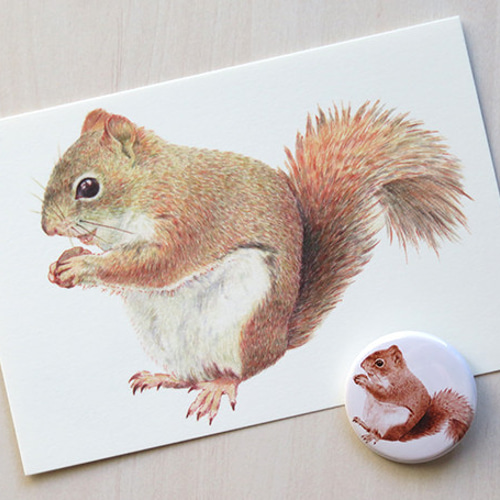 リス色鉛筆画のポストカード2枚＆缶バッジセット 絵画 roko 通販