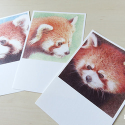レッサーパンダ色鉛筆画のポストカード3枚セット（スクエア） 2枚目の画像