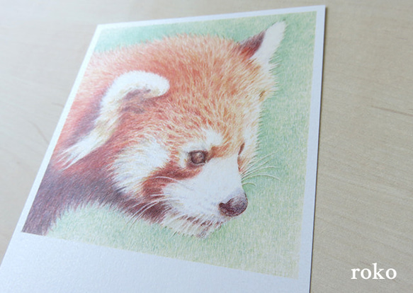 レッサーパンダ色鉛筆画のポストカード3枚セット（スクエア） 3枚目の画像