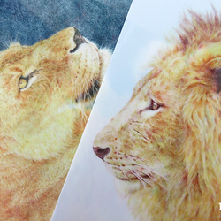 ライオンのクリアファイル 2枚目の画像