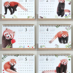 レッサーパンダの卓上カレンダー2019 4枚目の画像