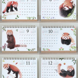 レッサーパンダの卓上カレンダー2019 5枚目の画像