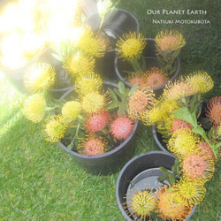 ピアノCD ”Our Planet Earth” 2枚目の画像