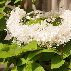 花かんむり 3枚目の画像