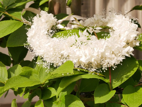 花かんむり 3枚目の画像