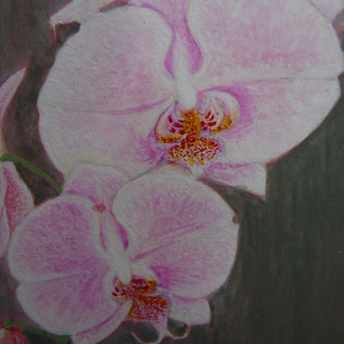 胡蝶蘭☆はがき絵☆岩絵具☆ 絵画 ウィローズメイド 通販 441236