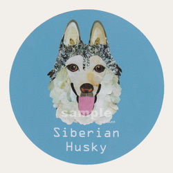 西伯利亞雪橇犬/銀2“狗型貼紙/中型犬” 第1張的照片