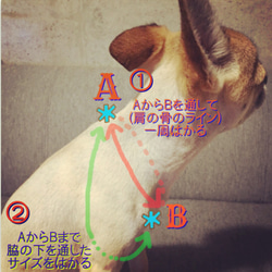 パラコード【小型犬用】おしゃれ可愛い個性的♡たすき掛けハーネスオーダー販売 4枚目の画像