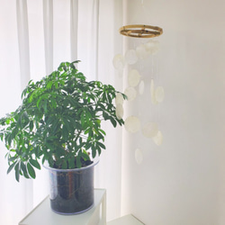 波模様カピスシェルモビール 4枚目の画像