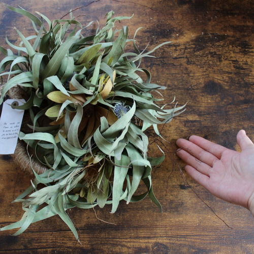 雲雀」wreath 笹葉ユーカリとリューカデンドロンのハーフリース