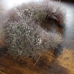 ＳＯＬＤ　「月にプラネタリウム」wreath    スモークツリー とかすみ草の 三日月リース　ドライフラワーリース　 7枚目の画像