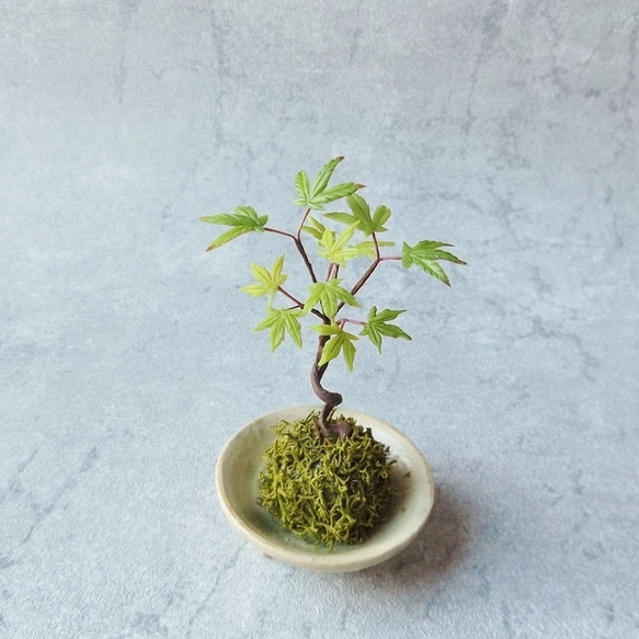 モミジ 盆栽 粘り良し 葉物盆栽 モミジ | 盆栽と山野草の植物店 八百日 ヤオカプランツ