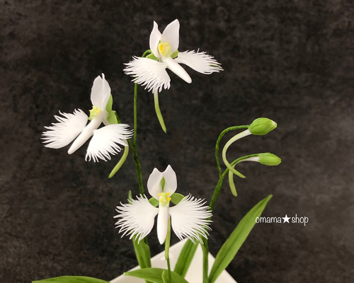 K*a様 山野草 純白 アツモリソウ 開花中 1芽 1鉢 K*a様 山野草 純白