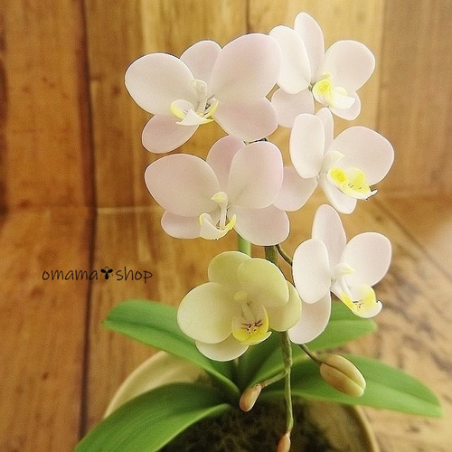 粘土 ミニ胡蝶蘭さま（手作り足つき豆鉢編） アートフラワー omamaの古