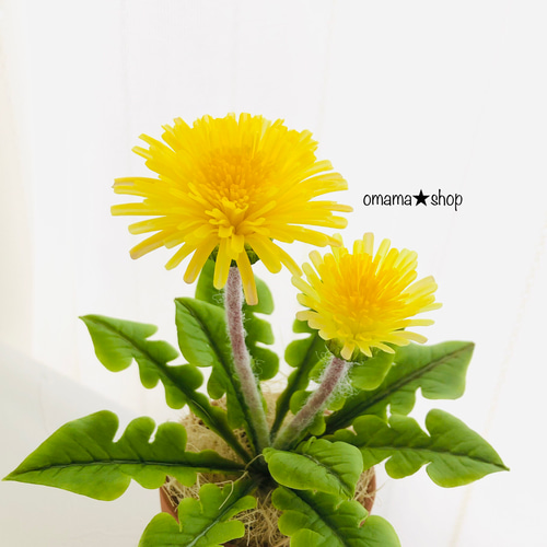 受注》粘土 日本たんぽぽさん 素焼き鉢編 たんぽぽ タンポポ アート