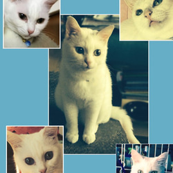 猫のメルヘン似顔絵【モデル掲載OKの方限定】【キャンセルOK】猫肖像画 （額付 / ホワイト）A4 スタンド付き 8枚目の画像