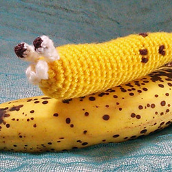バナナナメクジ 1枚目の画像
