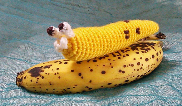 バナナナメクジ 1枚目の画像