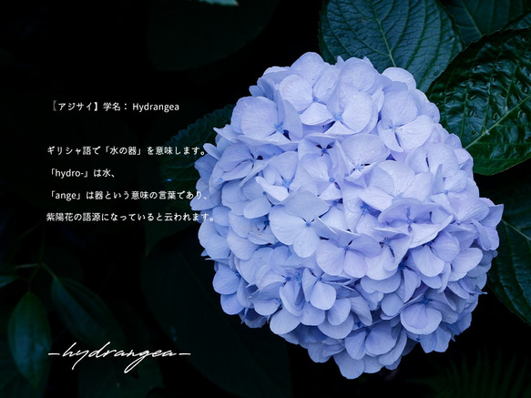 ＃hydrangea　紫陽花のスマホリング 4枚目の画像