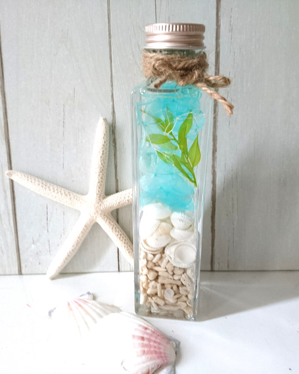 琉球◯海のたね マリン in ハーバリウム { 貝殻 巻貝 A }