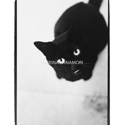 写真集『街猫の肖像』 2枚目の画像