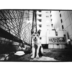 写真集『街猫の肖像』 3枚目の画像