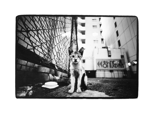 写真集『街猫の肖像』 3枚目の画像