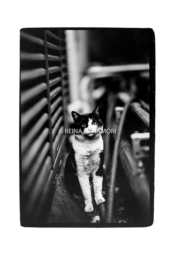 写真集『街猫の肖像』 4枚目の画像