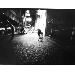 写真集『街猫の肖像』 6枚目の画像