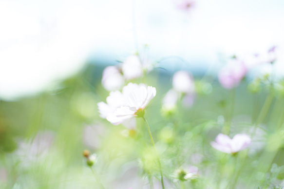 写真のある豊かな暮らし【かすみ】 2枚目の画像