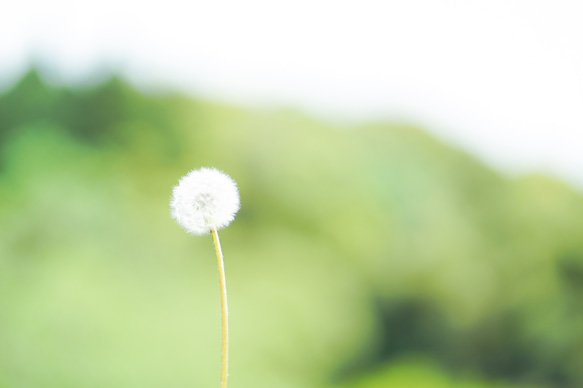 写真のある豊かな暮らし【たんぽぽ】 2枚目の画像