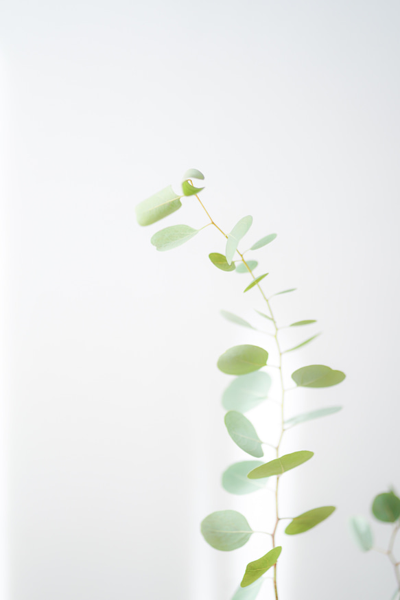 写真のある豊かな暮らし【ユーカリ　観葉植物】 2枚目の画像