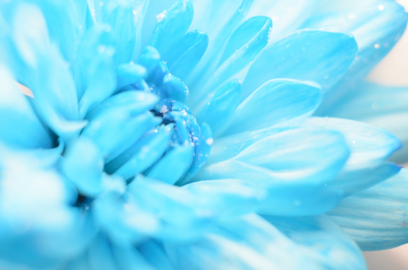必見！最高級クリスタルプリント写真『blue flower』A4サイズ 1枚目の画像