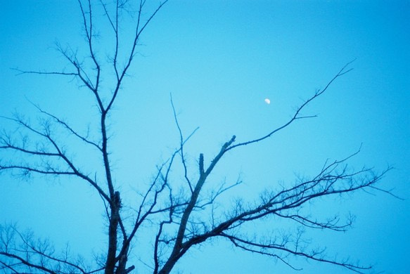 【写真のある部屋】お月様と木のある写真☆ポストカードサイズ 2枚目の画像