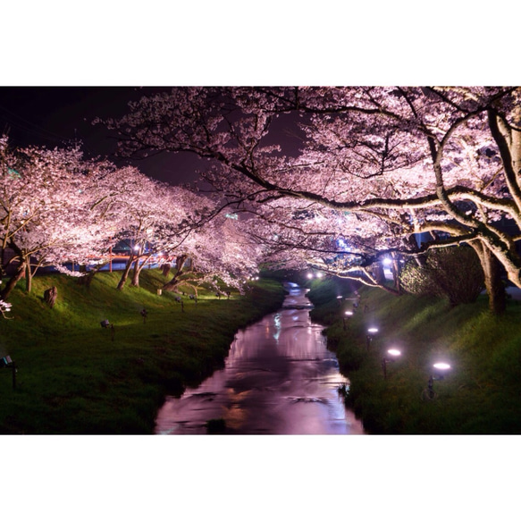必見！最高級クリスタルプリント写真『雅桜』A4サイズ 1枚目の画像