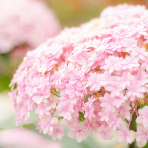 クリスタル アートパネル 紫陽花 風景画 クリスタル アートパネル 紫陽花 風景画 写真と暮らす】淡い