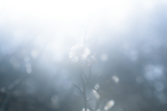 aoi【A4の写真を飾ろう】梅の雪 1枚目の画像