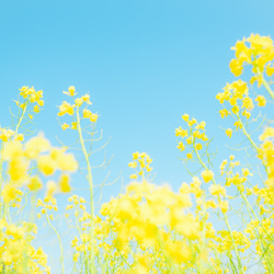 写真のある豊かな暮らし【かわいい菜の花と空】 1枚目の画像