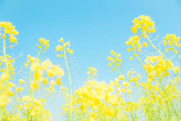 写真のある豊かな暮らし【かわいい菜の花と空】 1枚目の画像