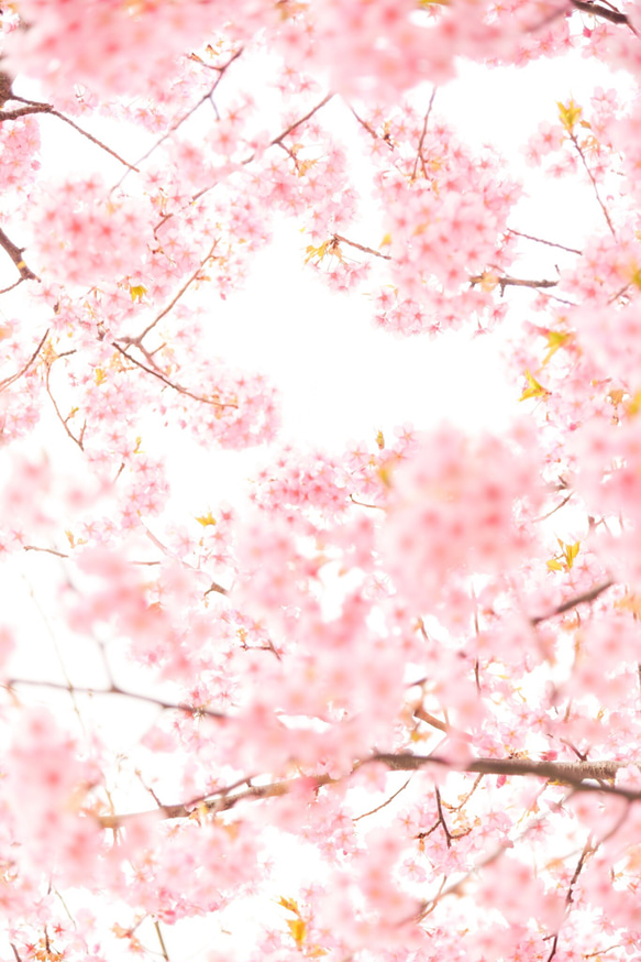 写真のある豊かな暮らし【ハートの桜】 2枚目の画像