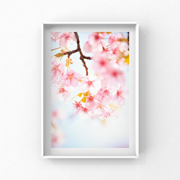写真のある豊かな暮らし【春の訪れ・桜の写真】 1枚目の画像
