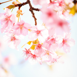 写真のある豊かな暮らし【春の訪れ・桜の写真】 2枚目の画像